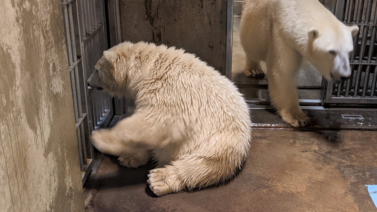 展示場の掃除中、裏の部屋でもテンションの高いフブキ【生後９カ月】