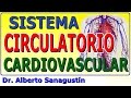 SISTEMA CIRCULATORIO - CARDIOVASCULAR explicado FÁCIL: anatomía y fisiología