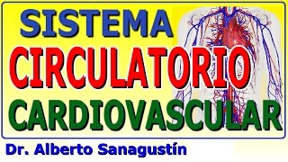 Sistema sangre corazón de al conducción del de suministro