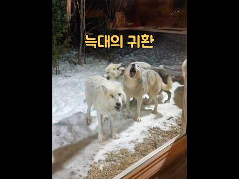 그 친절한 남자는 늑대 무리 전체의 마음을 사로잡았다. #동물 #animals thumbnail