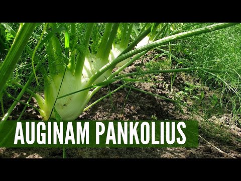 Video: Kaip pasidaryti pomidorų narvelį: 14 žingsnių (su nuotraukomis)