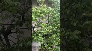 Peaceful Breeze ASMR 🍃 Nature Sounds for Relaxation #asmr #natureasmr #windasmr