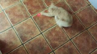 Crazy Cat chases red dot