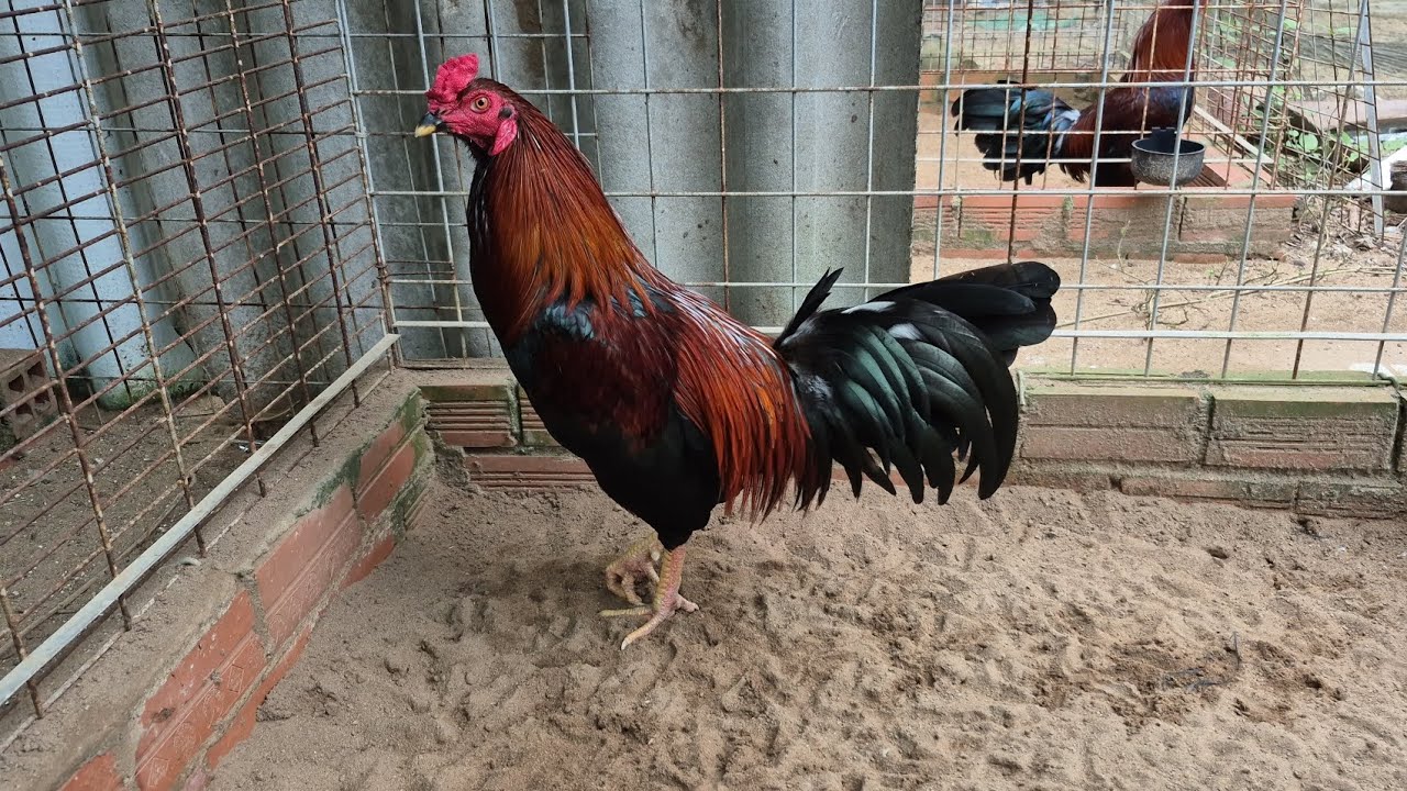 Tóp Gà Việt Lai Tơ Xuân Lông Mới Tay Tốt- Mẽ Sài Cựa Tốt- TUẤN ANH BẾN TRE #3746888#Bốn Bốn