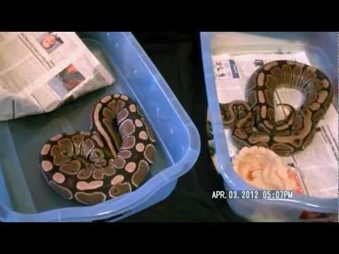 My 2 Ball Python  Normal gravid females.