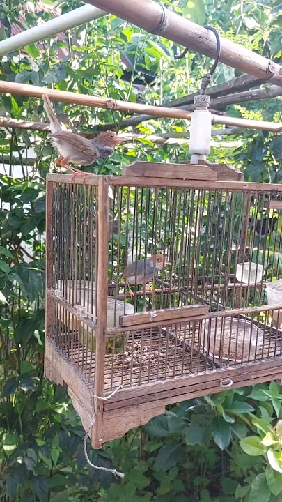 Prenjak Tamu Sepasang Gacor Lepas Sangkar ! Super Jinak Burung Prenjak Kepala Merah Gacor #prenjak