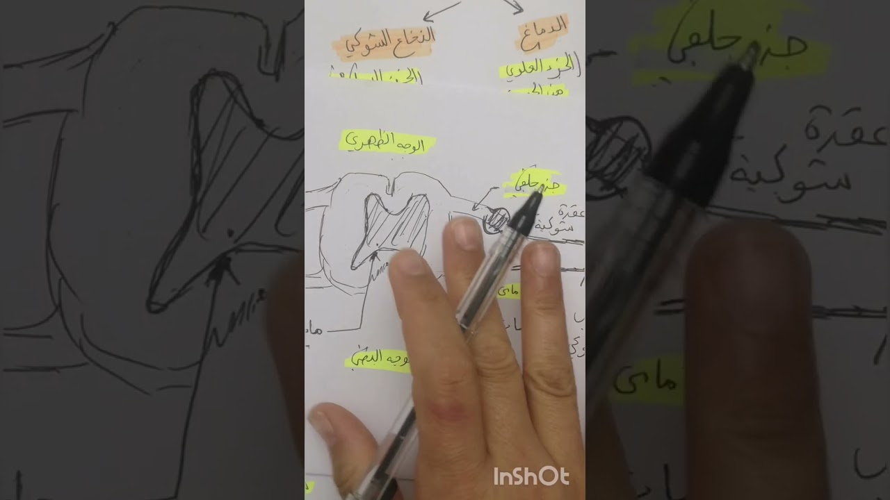 بنية النخاع الشوكي و الجهاز العصبي المحيطي سنة رابعة متوسط (تابع)