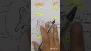 بنية النخاع الشوكي و الجهاز العصبي المحيطي سنة رابعة متوسط (تابع)