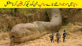 دنیا میں موجود سے بڑے سانپ | Biggest Snakes Ever Captured | Facts in Urdu