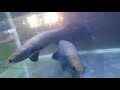 Arapaima big size, please subscribe