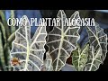 Alocasia - uma linda planta para interiores