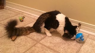 Anakin The Two Legged Cat and The Treat Ball by Anakin The Two Legged Cat 2,370 views 6 years ago 1 minute, 41 seconds