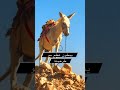 حمار التهريب حمار التهريب