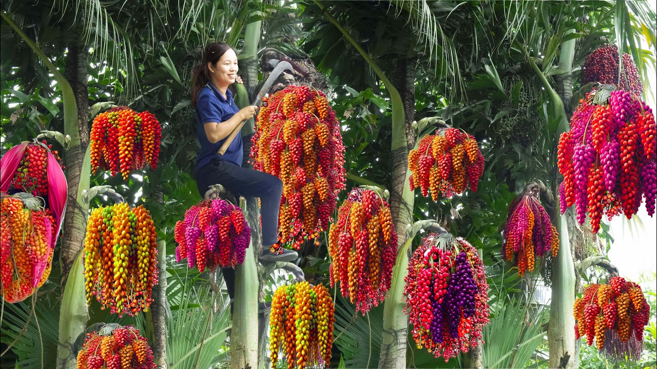 Harvesting Caryota Urens(Fishtail Palm) Go to market sell - Harvesting and cooking