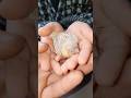 finches Baby