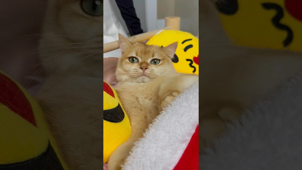 The best present for my cat 