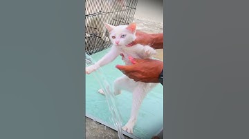 First time bathing a kitten