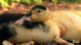 Small Pups and Baby Ducks | Too Cute!