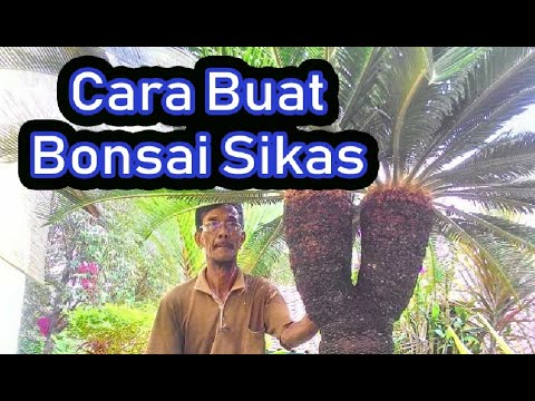 Cara Rawat Sikas Bagus Cara Bikin Bonsai Sikas Youtube