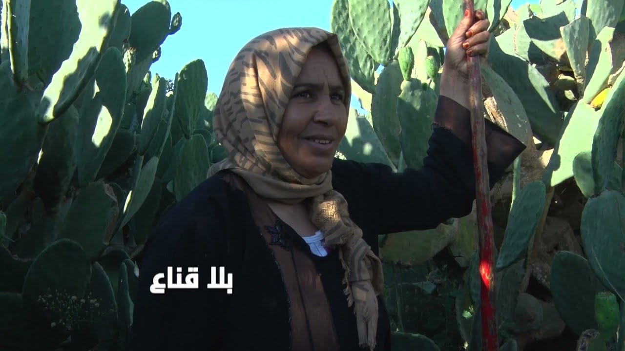 bila kinaa | هندي بوعرقوب سلطان الغلة..بنة عالمية ورزق للأهالي لكن الخبزة مرة ومعاناة بسبب الأشوااك