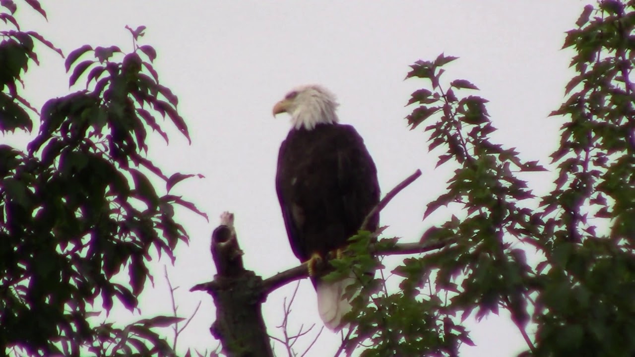 wildlife konusu Bald Eagle along the George Washington Parkway in Virginia, USA