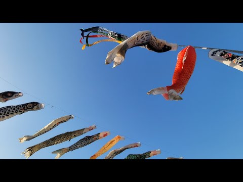 🎏2023.4.23 穴場の鯉のぼり 富岡市黒川ふれあい公園 carp streamer in
