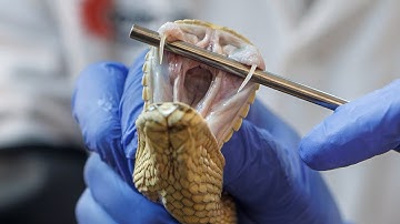 AI designed antivenom could offer new hope for snakebite victims
