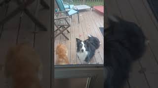 Doggy Door Dilemma: Silken Windhounds & Border-Aussie by wildmeadow_windhounds 524 views 3 years ago 1 minute, 43 seconds