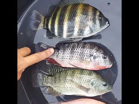 Quatro tilápias diferentes.