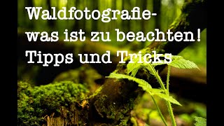 Waldfotografie - was ist zu beachten (Tipps und Tricks)