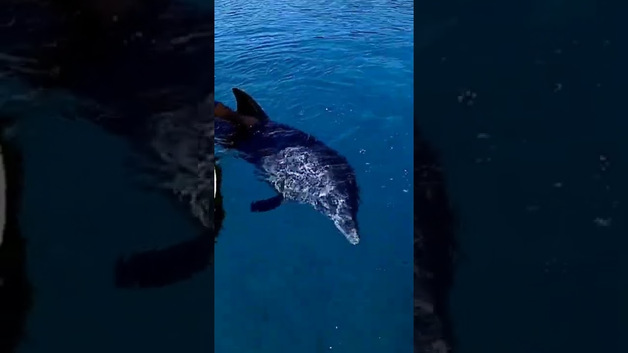 Dolphin Reef Beach Eilat Izrael