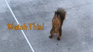 Sophia Has A Very Special Talent Sophia The Swimming Squirrel