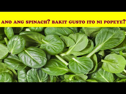 Video: Ano Ang Spinach At Ano Ang Kinakain Nito