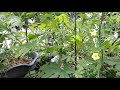 Paano Magtanim ng Ampalaya sa Paso (How to Grow Bitter Gourd in Container - With English Subtitle)