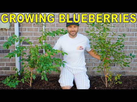 Video: Zone 9 Blueberries: kiezen voor bosbessen bij warm weer