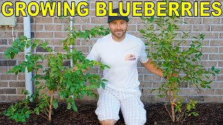 The BEST GUIDE To GROWING BLUEBERRY BUSHES On The Internet!