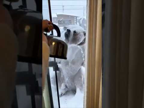 朝起きたら外に大寒波で氷漬けになったクマがいた…！ #shorts #bear #animalshorts