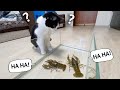 cat VS 4 crayfish. Who is the champion?