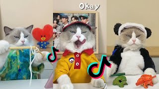 That Little Puff | Cats Make Food  | Kitty God & Others | TikTok 2024 #7