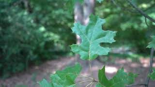 Quercus coccinea (scarlet oak)