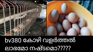 എന്റെ കോഴി ഒരു ദിവസം ഇടുന്ന മുട്ടകൾ..കോഴി വളർത്തൽ ലാഭമോ നഷ്ടമൊ?????