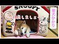 柴犬 ひかり 換気しましょう！