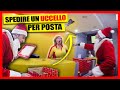 Cose che Babbo Natale NON dovrebbe fare - [Candid Camera] - theShow