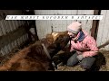 Фермерские будни. Делаем Фету в баночках и холодец из говядины. Кормим сенажом коров.