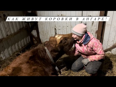 Видео: Фермерские будни. Делаем Фету в баночках и холодец из говядины. Кормим сенажом коров.