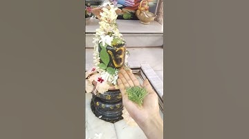 काले तिल में शमी पत्र का उपाय#shivmahapurankatha #pradeepmishraji #mhadevbhakt #shivling #shamipatra