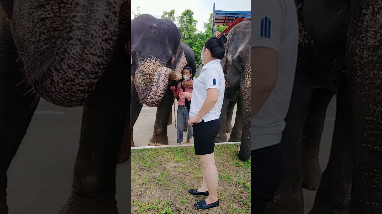 love elephant more than i say 