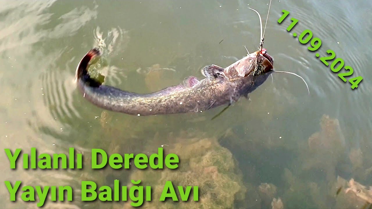 YILANLI DEREDE YAYIN BALIĞI AVI ( KIZILIRMAK KALECİK )... #YENİVİDEO #YAYINBALIĞIAVI #YAYINBALIĞI