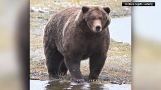 'Backpack' named winner of 2026 Fat Bear Week