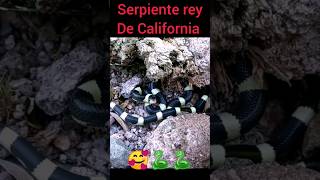 California King Snakes